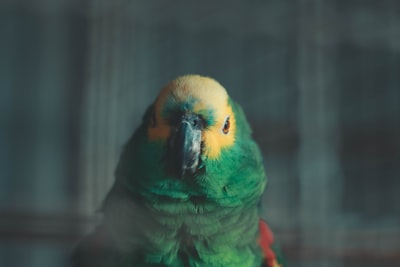 选择聚焦绿色和黄色的鸟的照片
